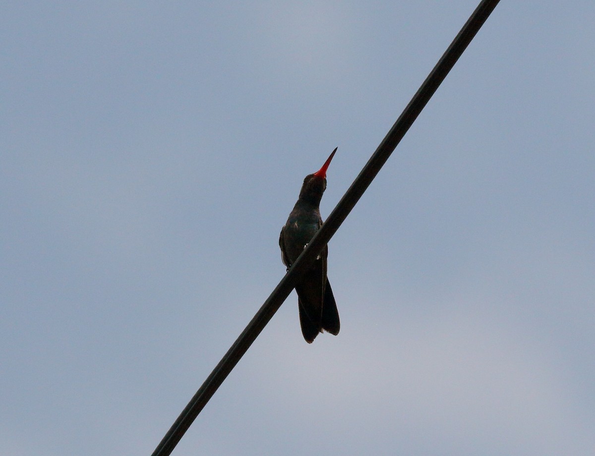 Broad-billed Hummingbird - ML107296201
