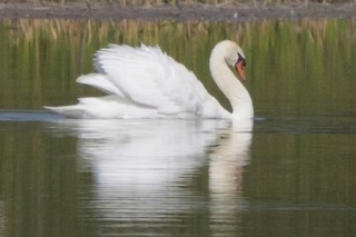 Mute Swan, ML107297041