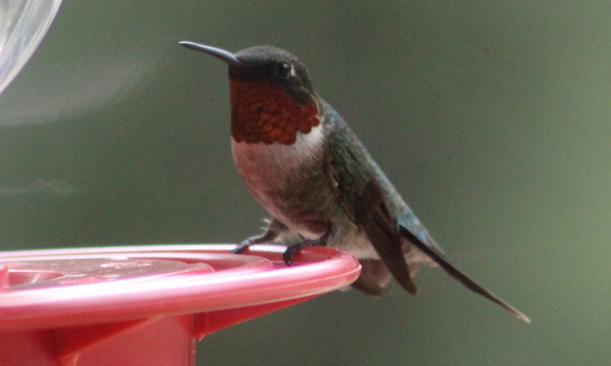 Ruby-throated Hummingbird - ML107297151