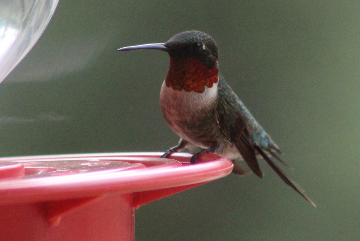 Ruby-throated Hummingbird - ML107297161