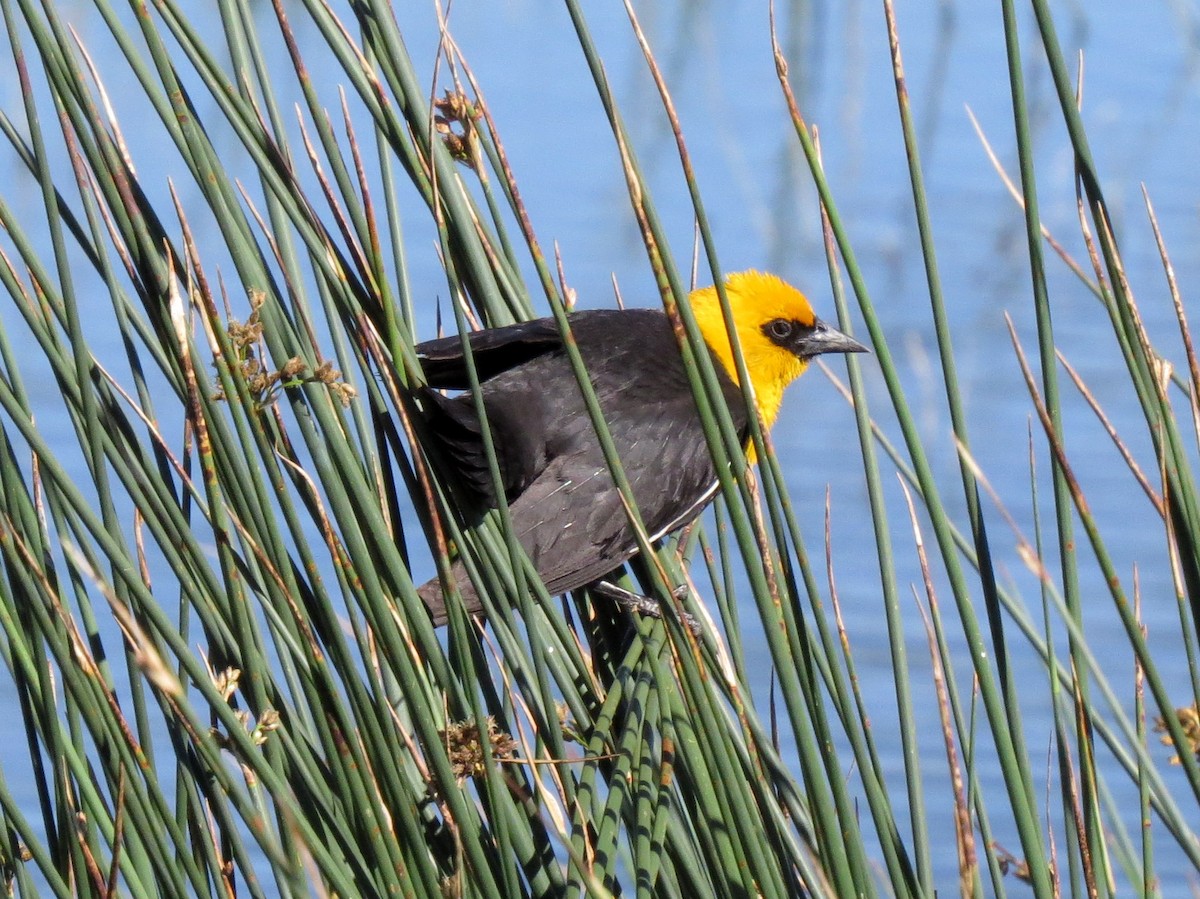 Yellow-headed Blackbird - ML107299441