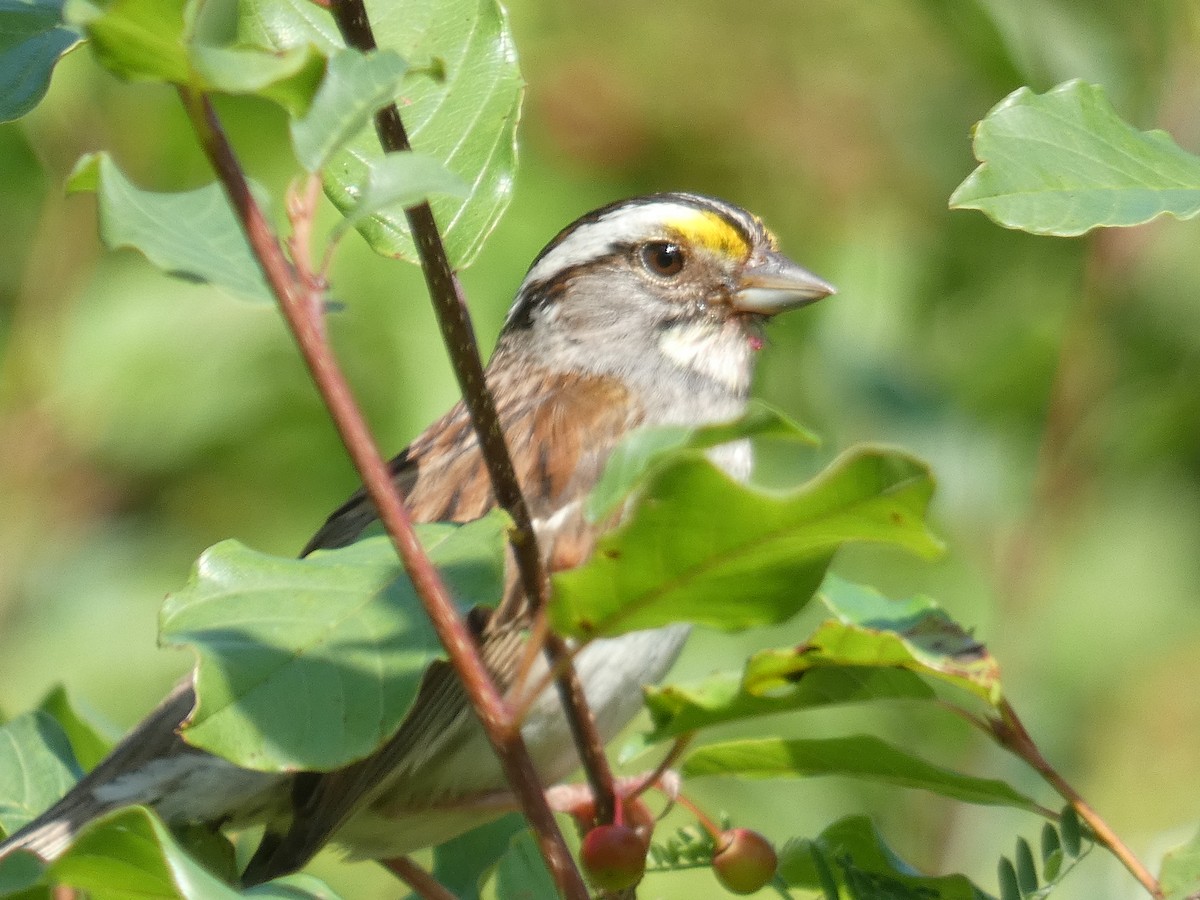 White-throated Sparrow - Janette Niwa