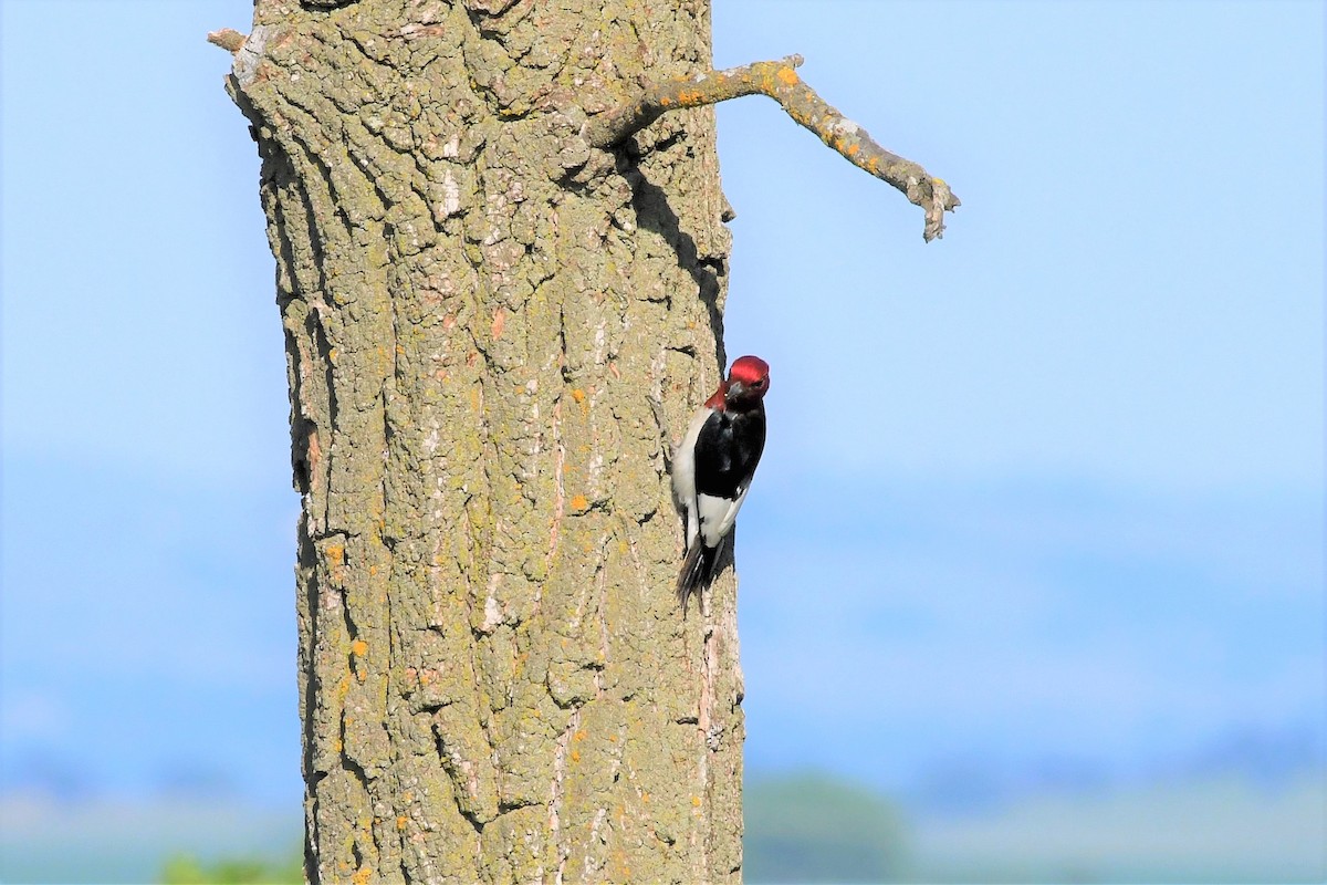 Red-headed Woodpecker - Liz Harper