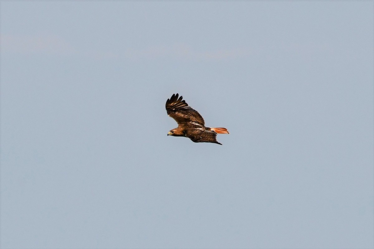 Red-tailed Hawk - Liz Harper
