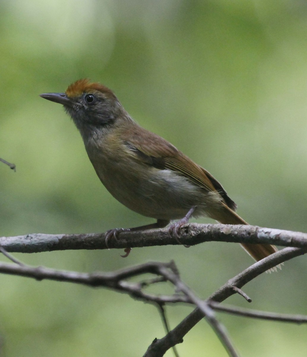 Tawny-crowned Greenlet - ML107304201
