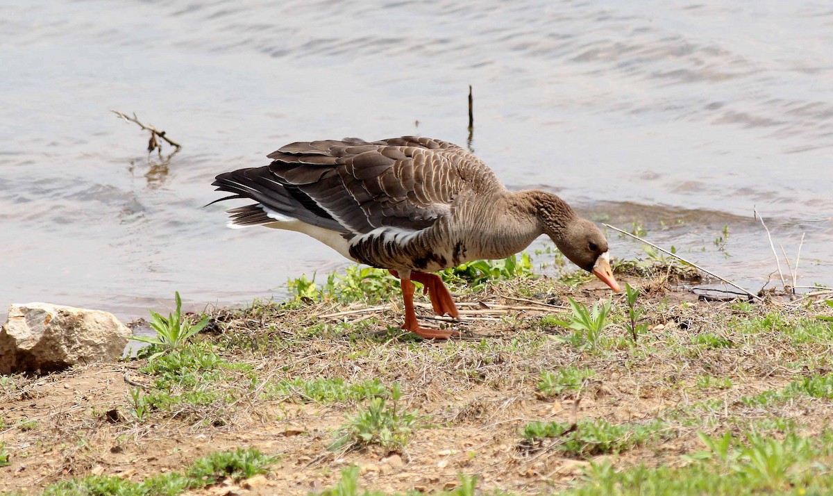 Greater White-fronted Goose - Gary Graves
