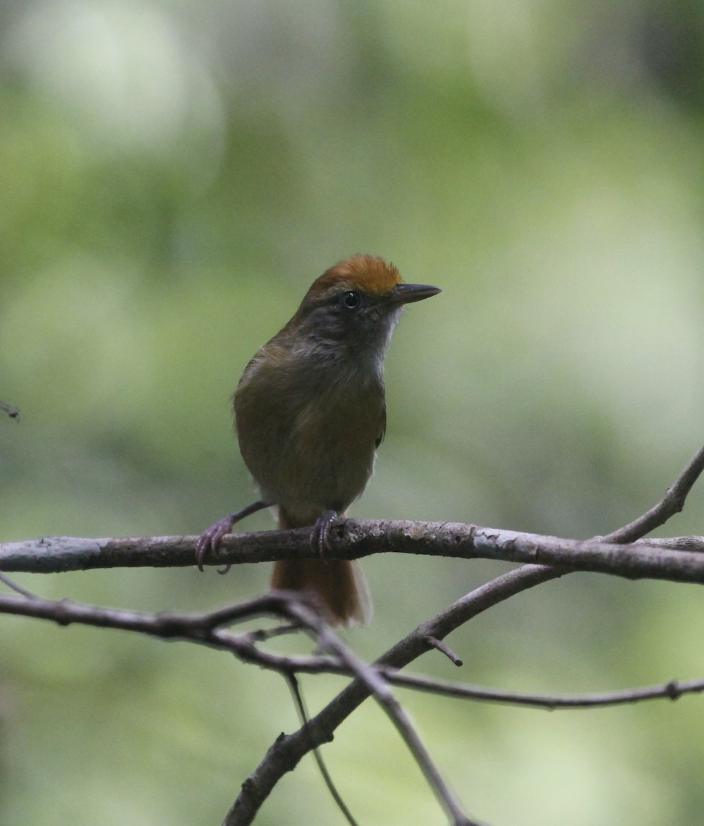 Tawny-crowned Greenlet - ML107306981