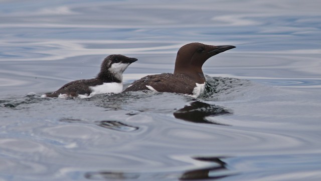 Young bird with parent. - Common Murre - 