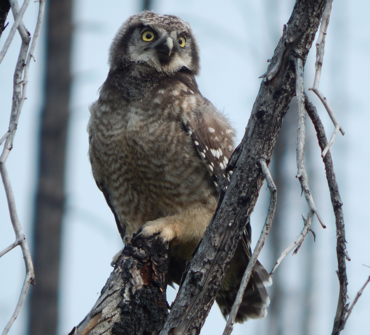 Northern Hawk Owl - Teale Fristoe