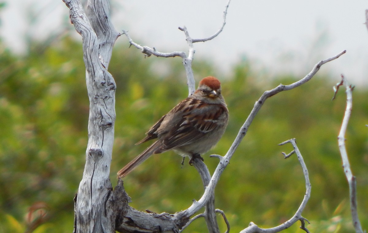 American Tree Sparrow - ML107308411