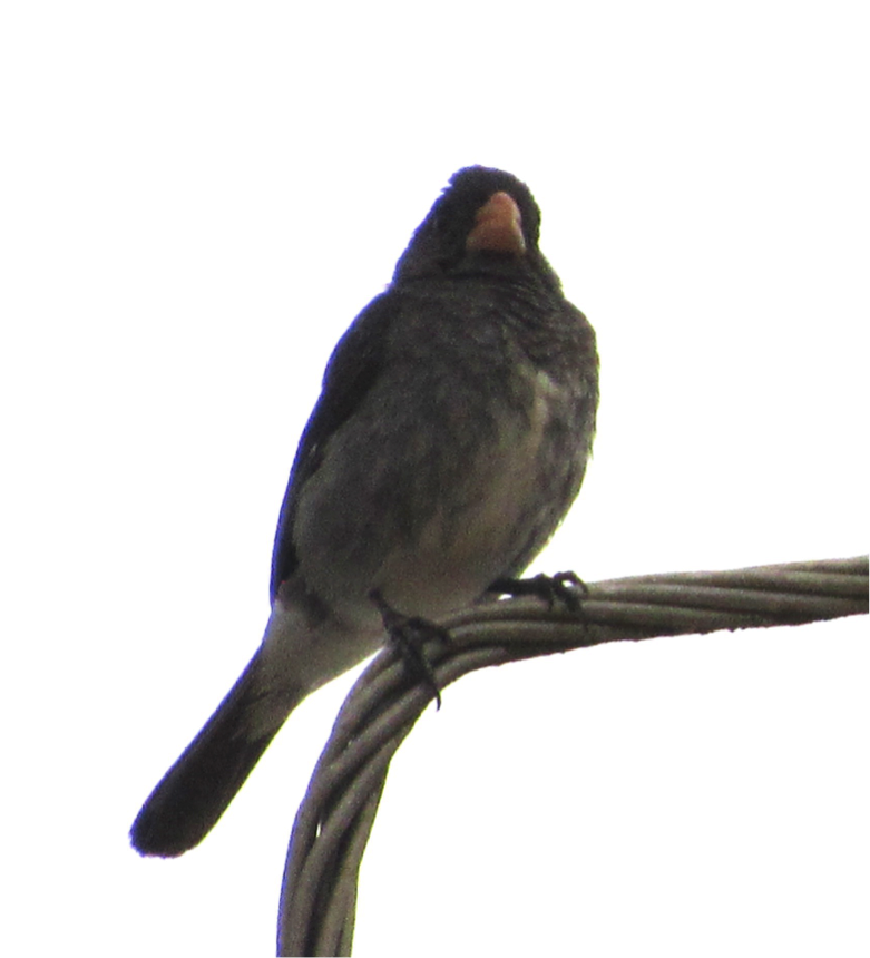 Gray Seedeater - Andrea Morales Rozo
