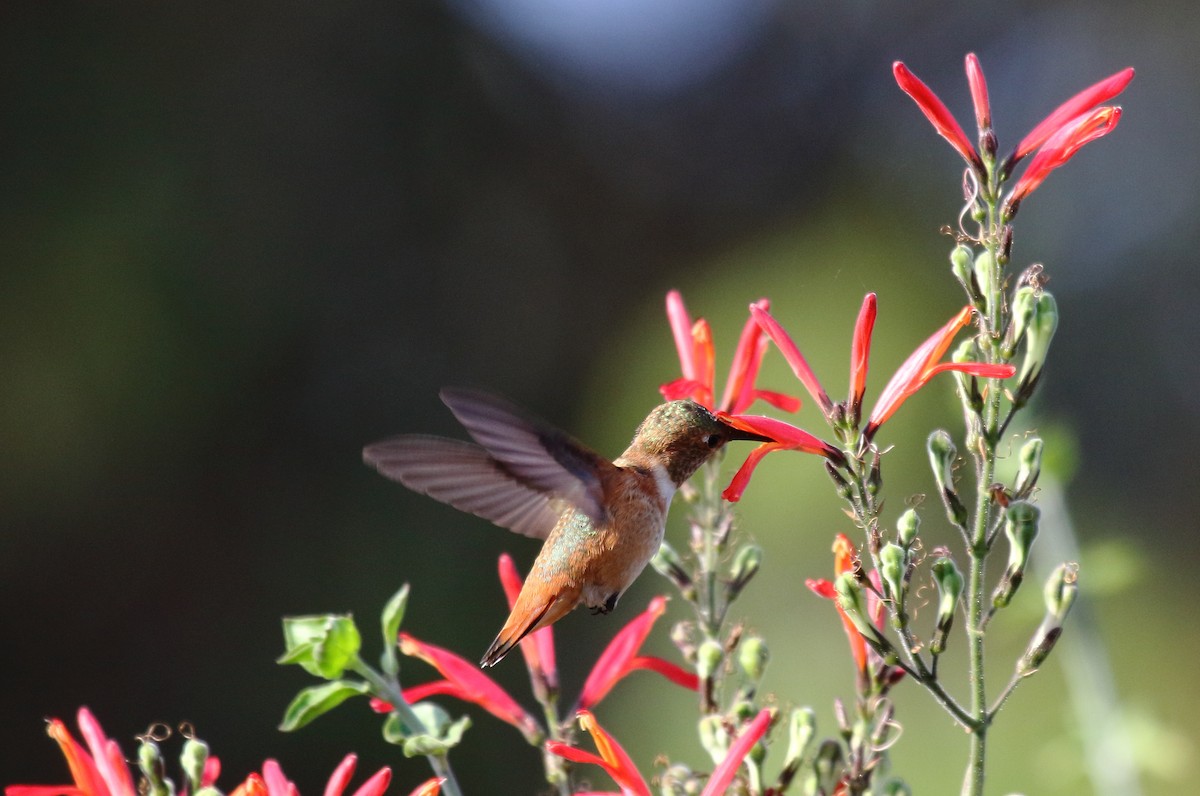 Allen's Hummingbird - Greg Gillson