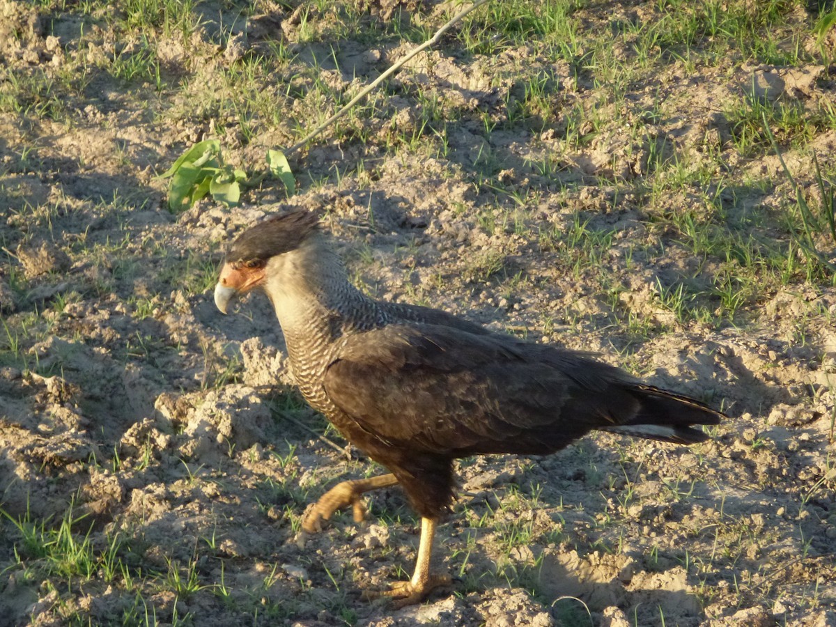Crested Caracara (Southern) - ML107309841