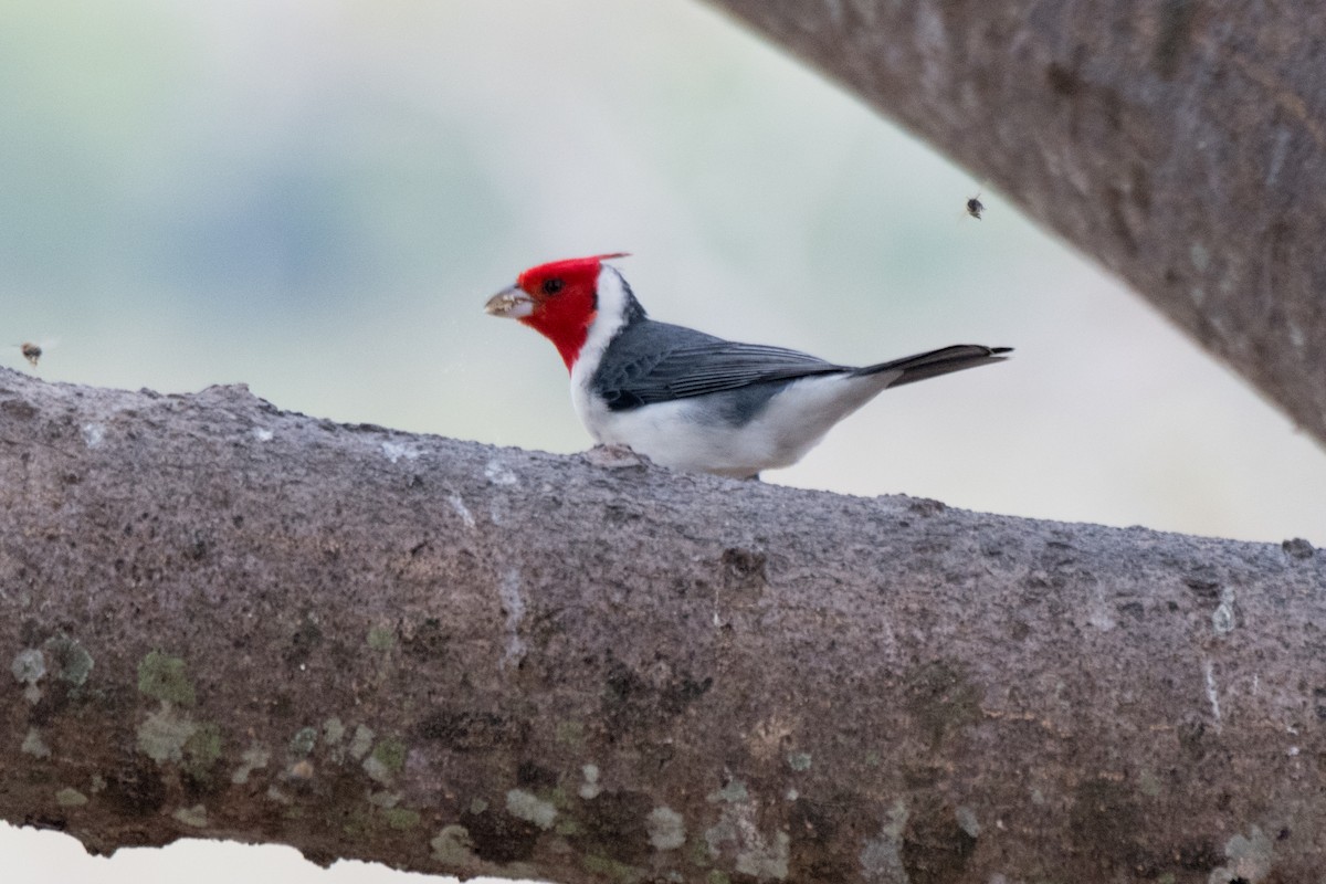 Red-crested Cardinal - Nige Hartley