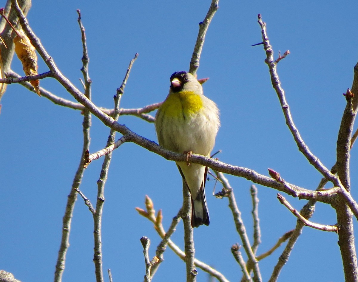 Lawrence's Goldfinch - Petra Clayton