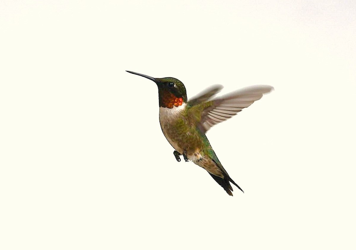 Ruby-throated Hummingbird - ML107313291