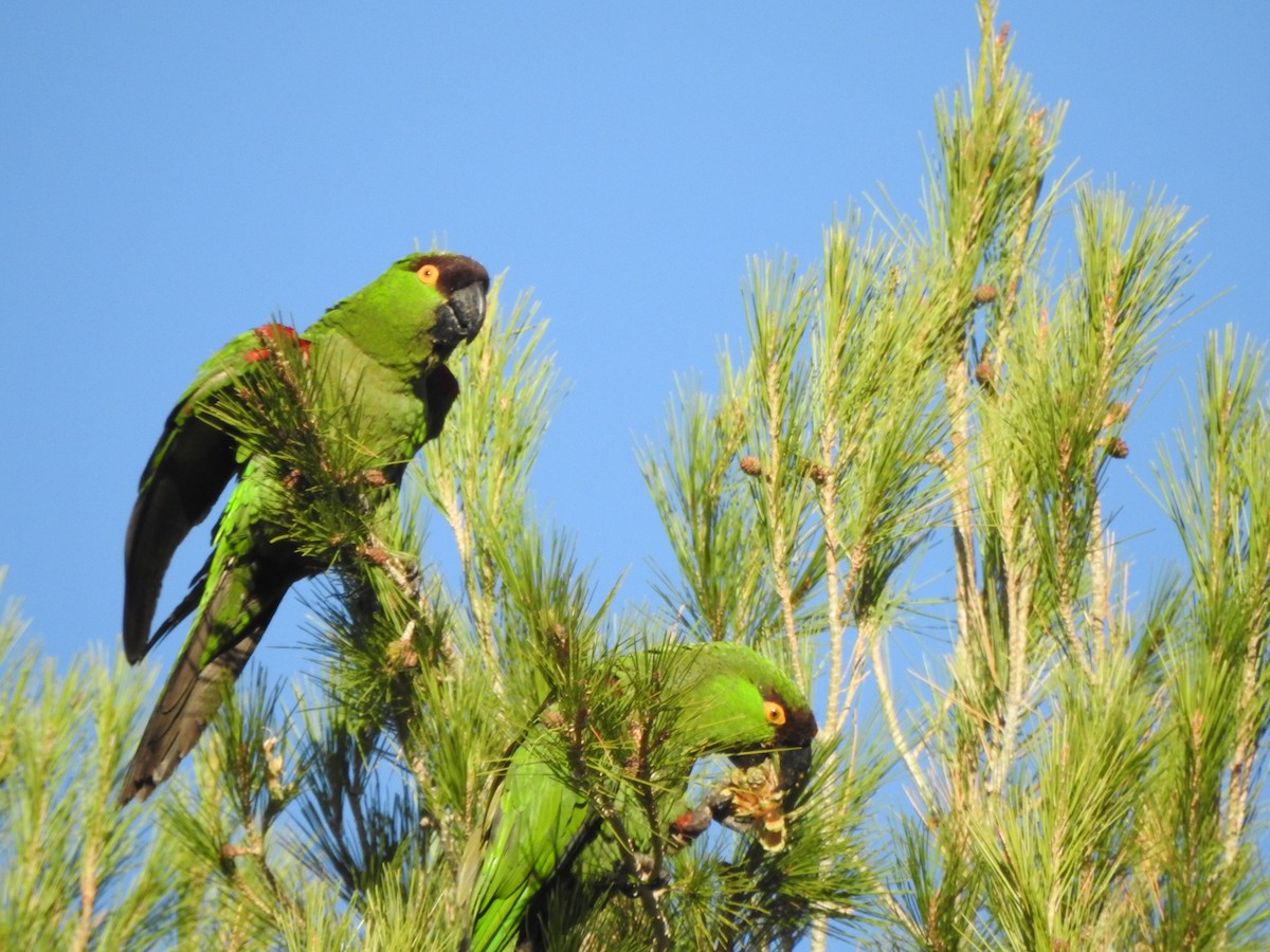 Maroon-fronted Parrot - ML107313861
