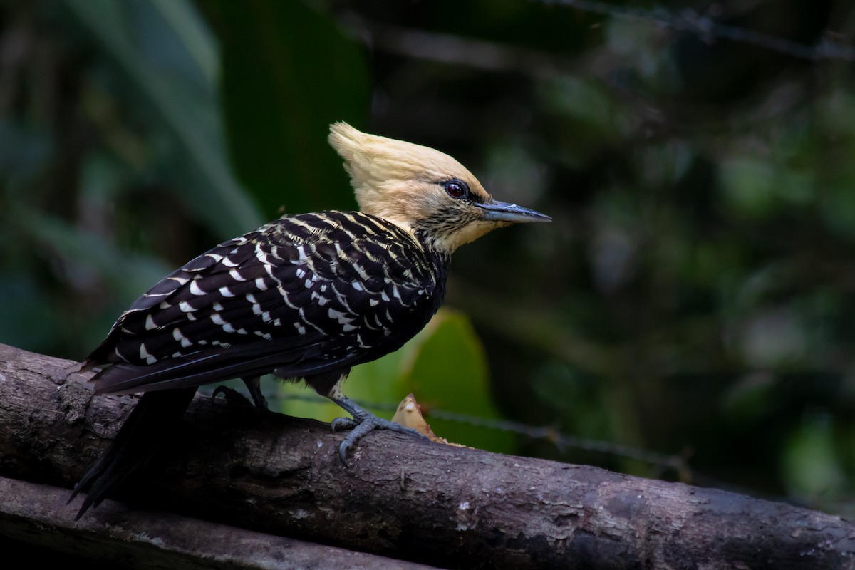 Blond-crested Woodpecker - André  Zambolli