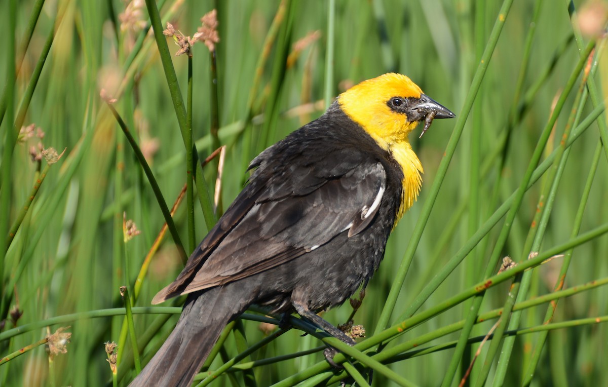 Yellow-headed Blackbird - ML107316721