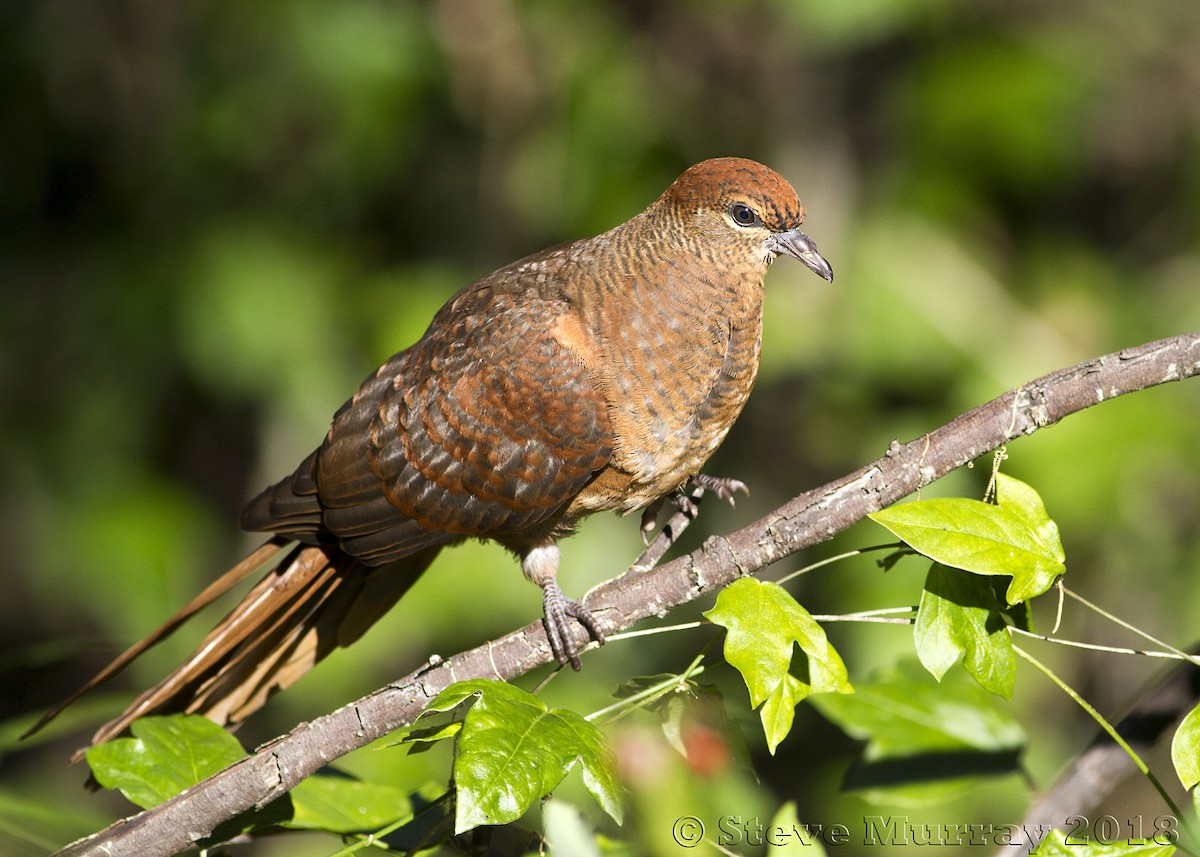 Brown Cuckoo-Dove - ML107317301