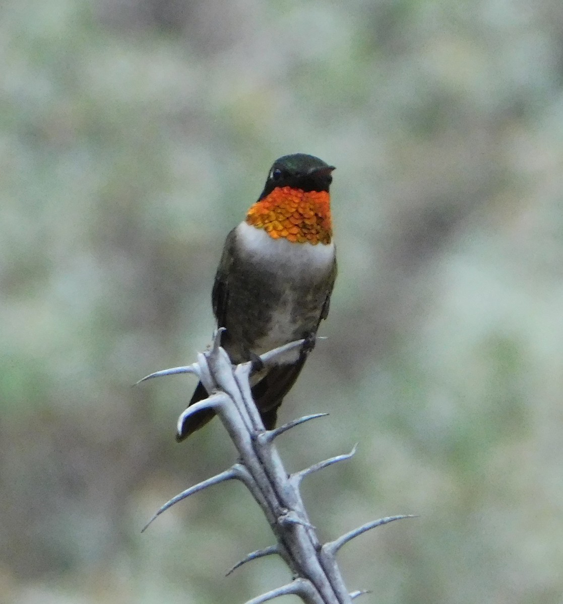 Ruby-throated Hummingbird - ML107317471