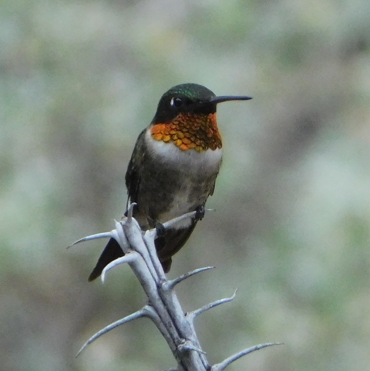 Ruby-throated Hummingbird - ML107317491