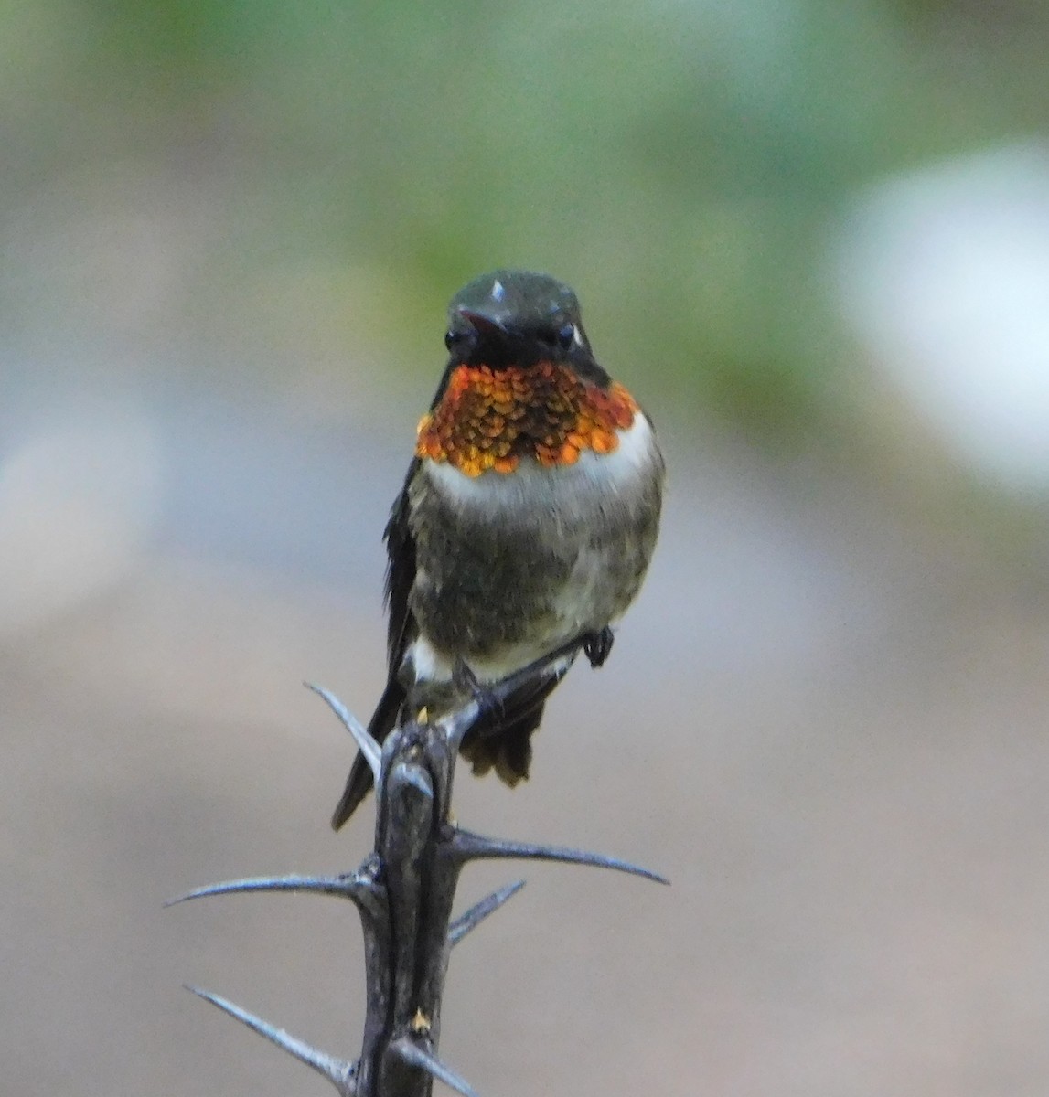 Ruby-throated Hummingbird - ML107317511