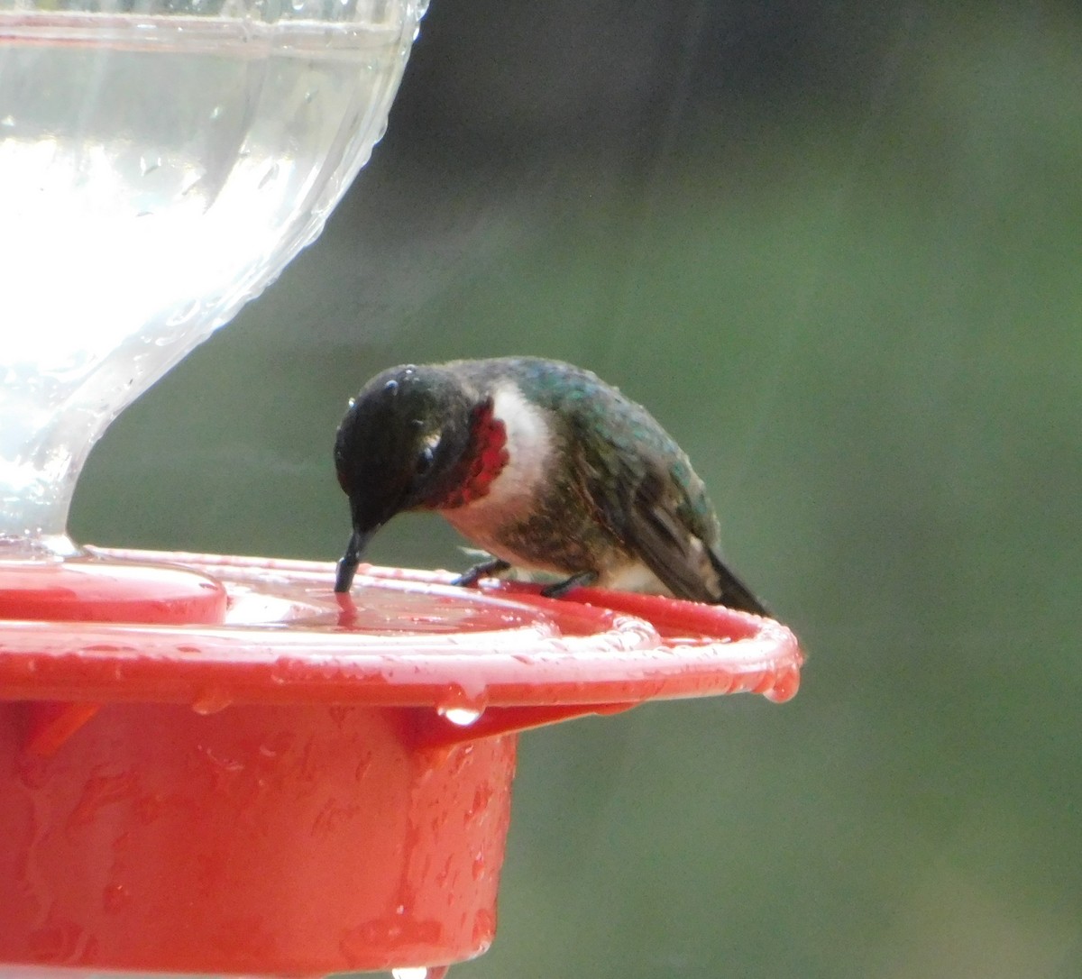 Ruby-throated Hummingbird - ML107317541