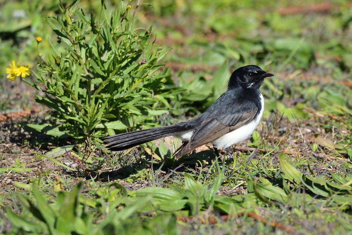 Willie-wagtail - Andrew Schopieray