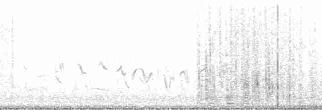 Büyük Mor Kırlangıç (subis/arboricola) - ML107319