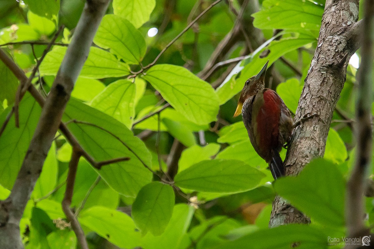 Checker-throated Woodpecker - Pattaraporn Vangtal