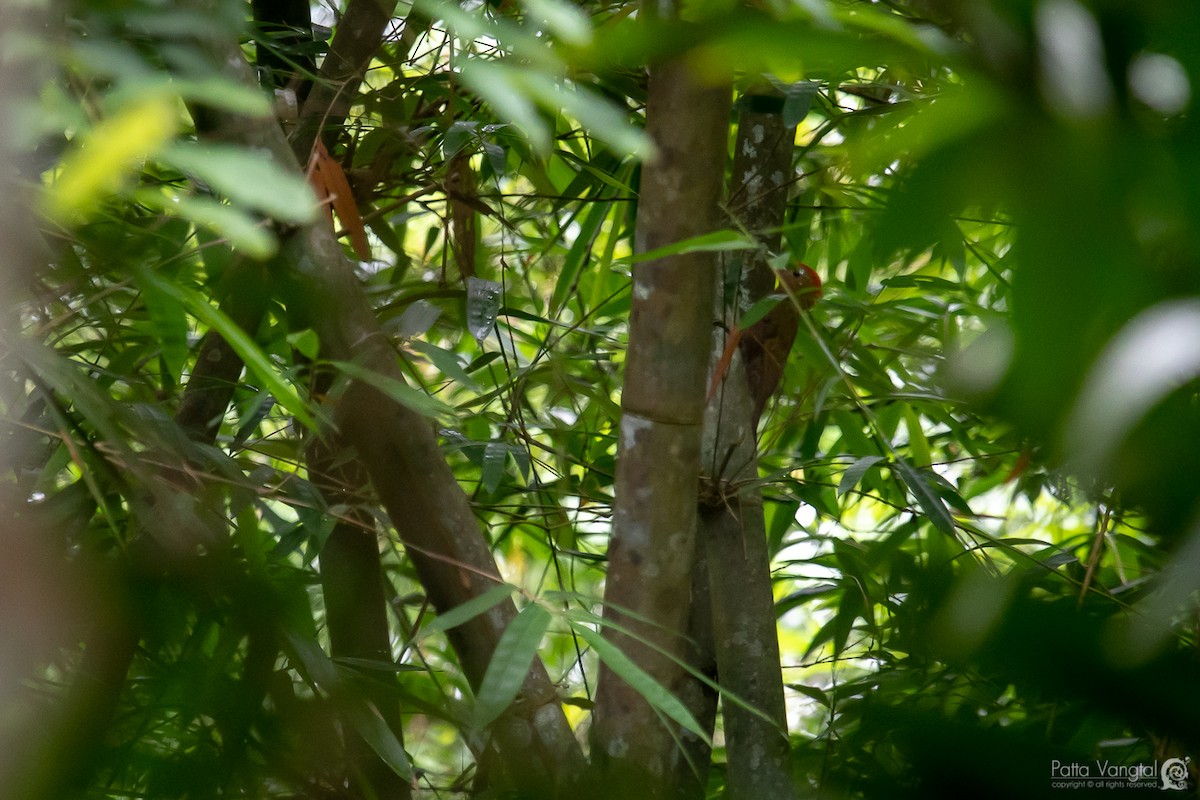 Bamboo Woodpecker - Pattaraporn Vangtal