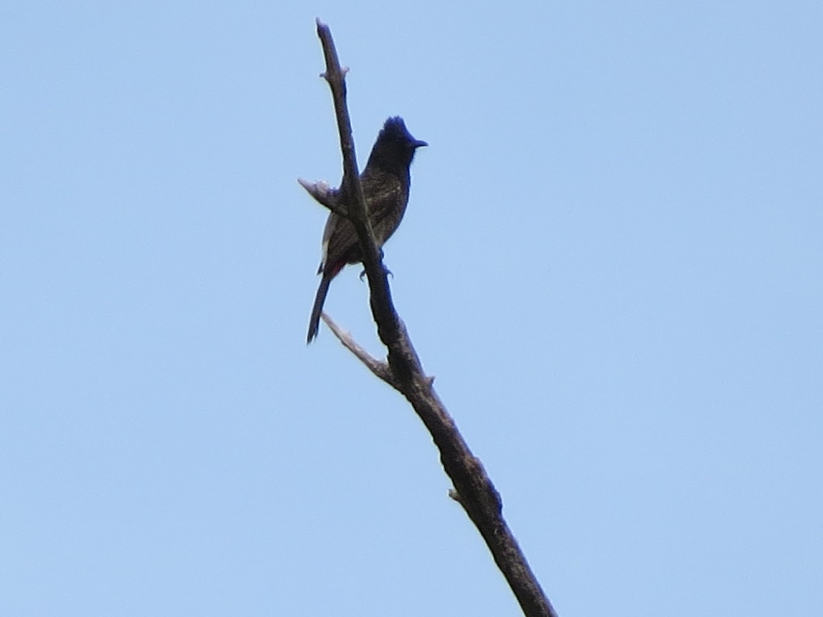 Red-vented Bulbul - ML107320521