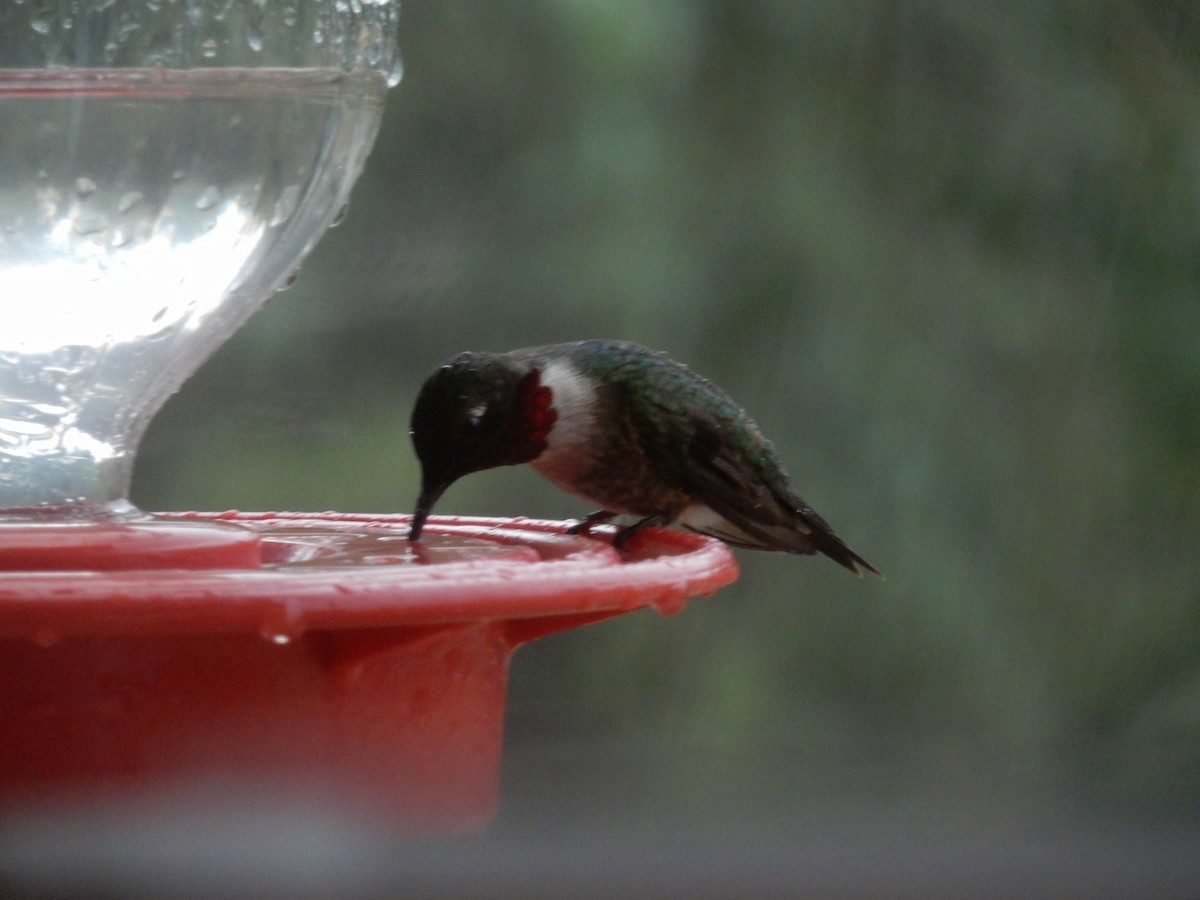 Ruby-throated Hummingbird - ML107320851