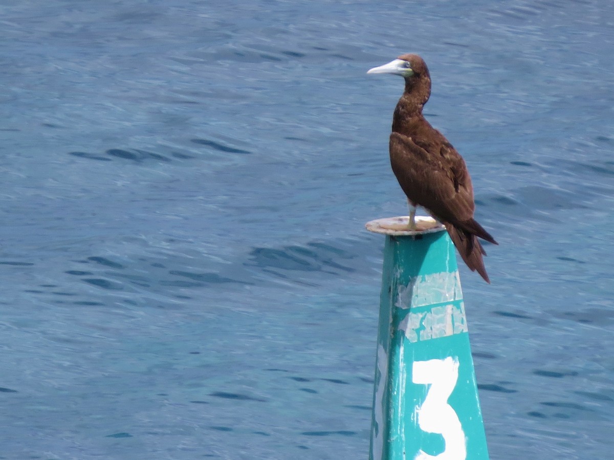 Brown Booby - ML107321051