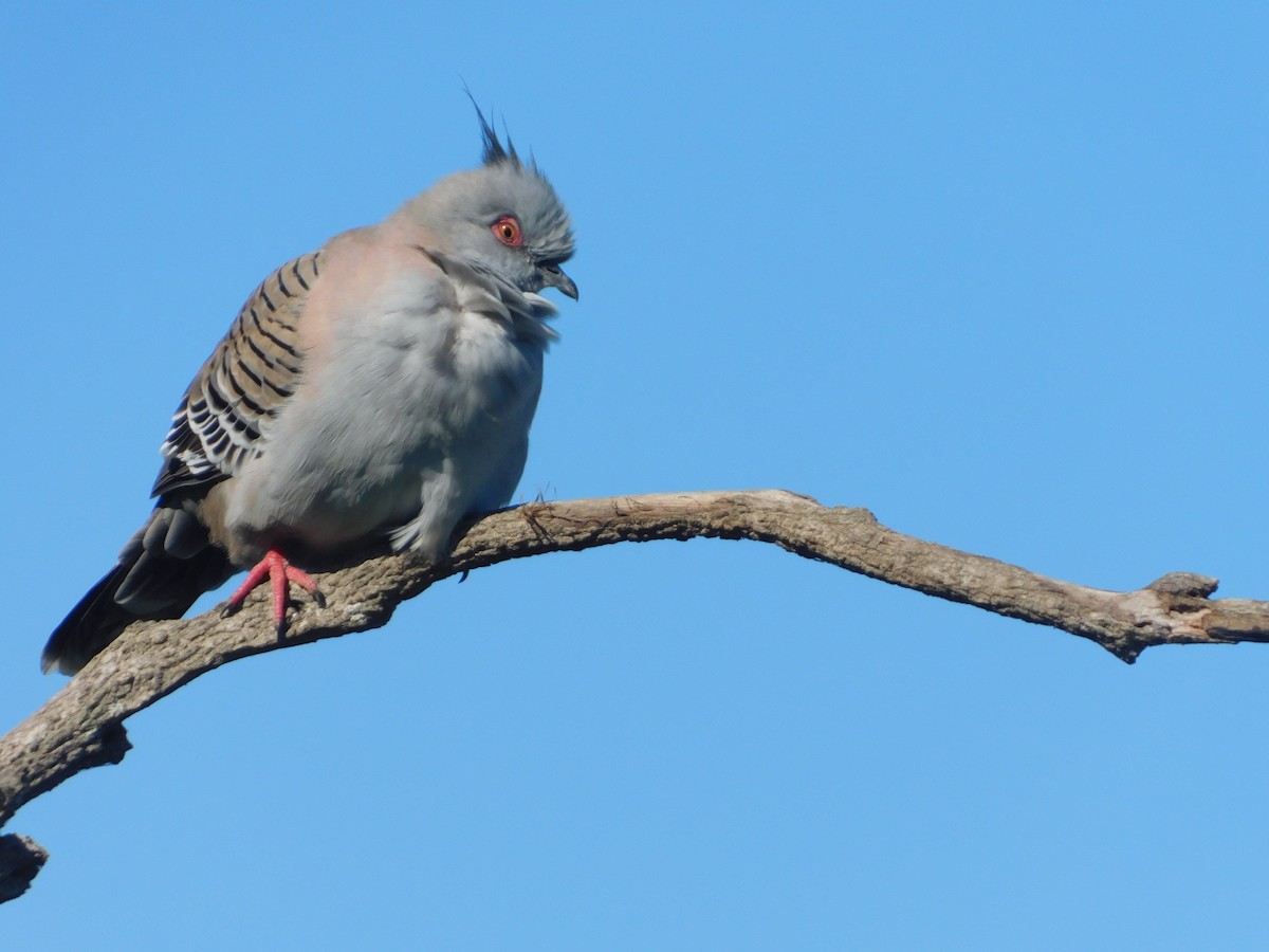 Crested Pigeon - ML107321821