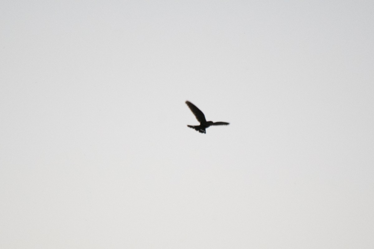 Band-tailed Nighthawk - Nige Hartley