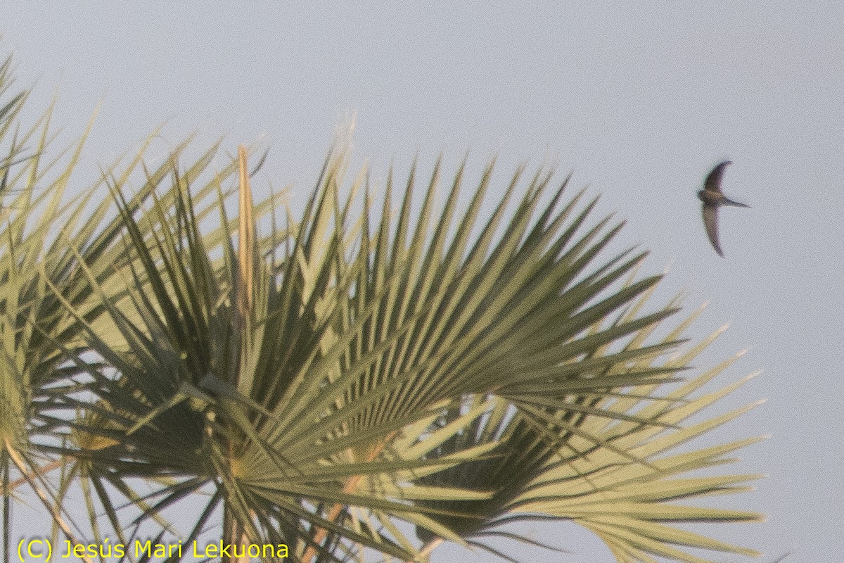 African Palm Swift - Jesús Mari Lekuona Sánchez