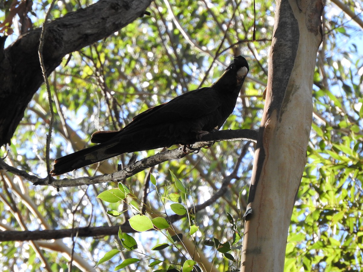 Yellow-tailed Black-Cockatoo - David Dedenczuk
