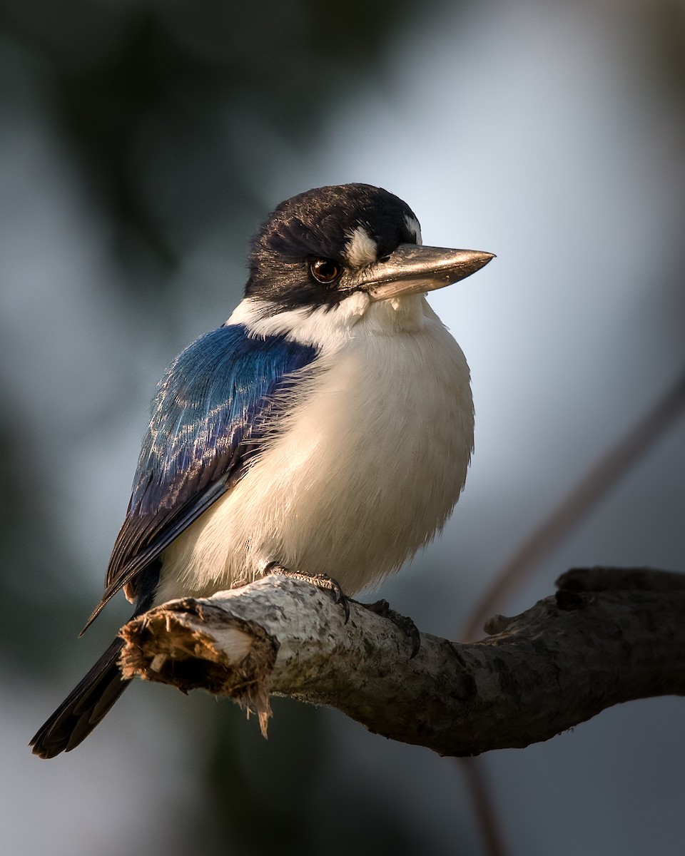 Forest Kingfisher - ML107328241