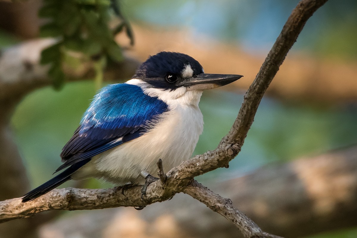 Forest Kingfisher - ML107328371