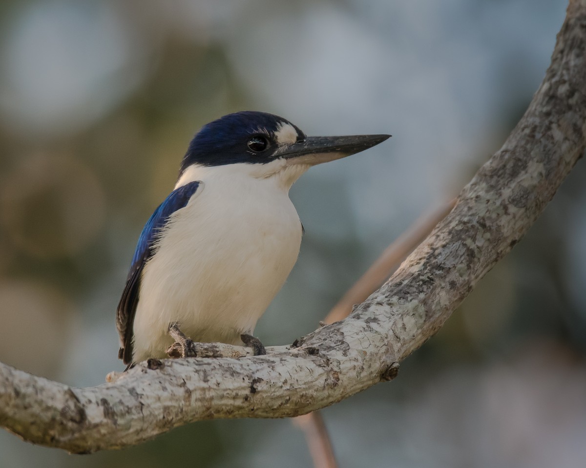 Forest Kingfisher - ML107328381