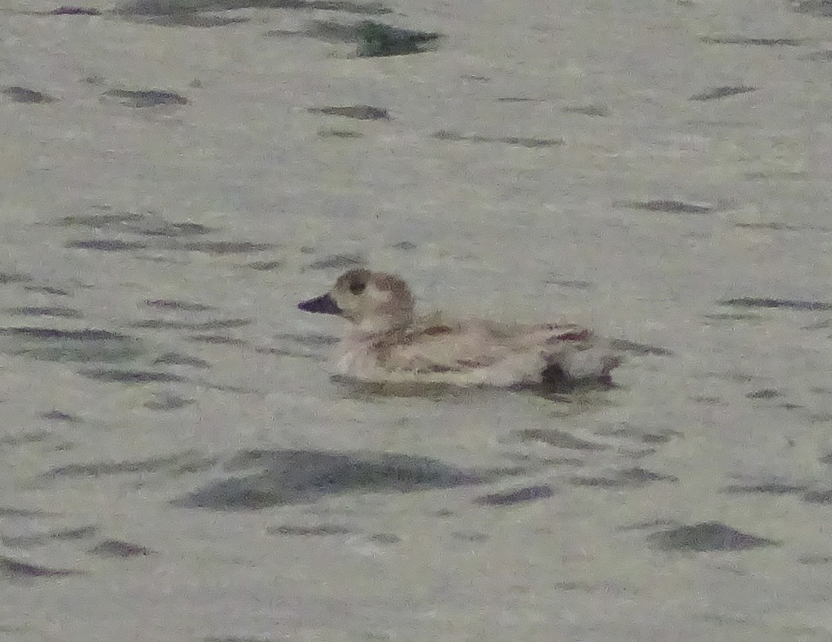 Long-tailed Duck - ML107328721