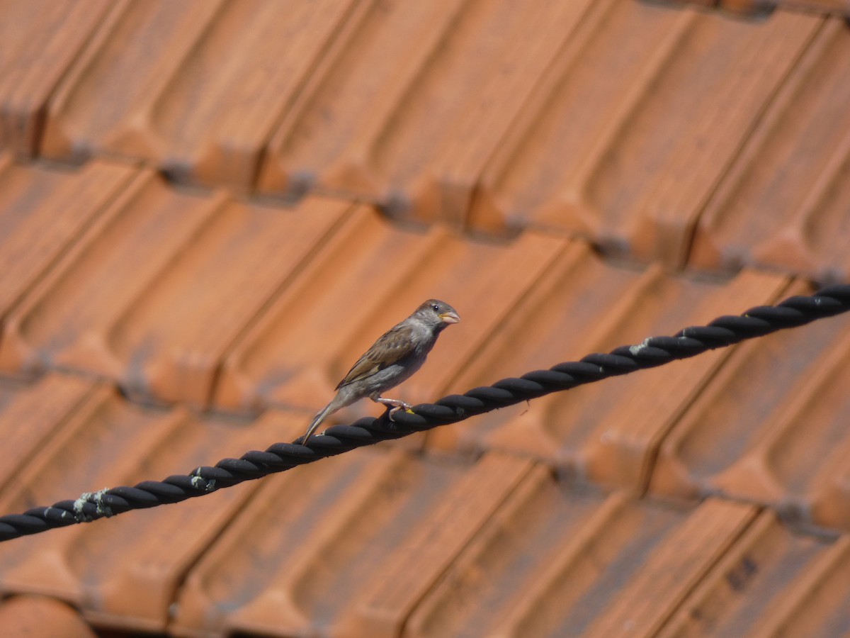 House Sparrow - Luís Correia