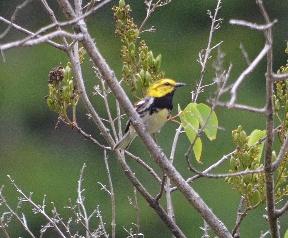Black-throated Green Warbler - S. Andujar