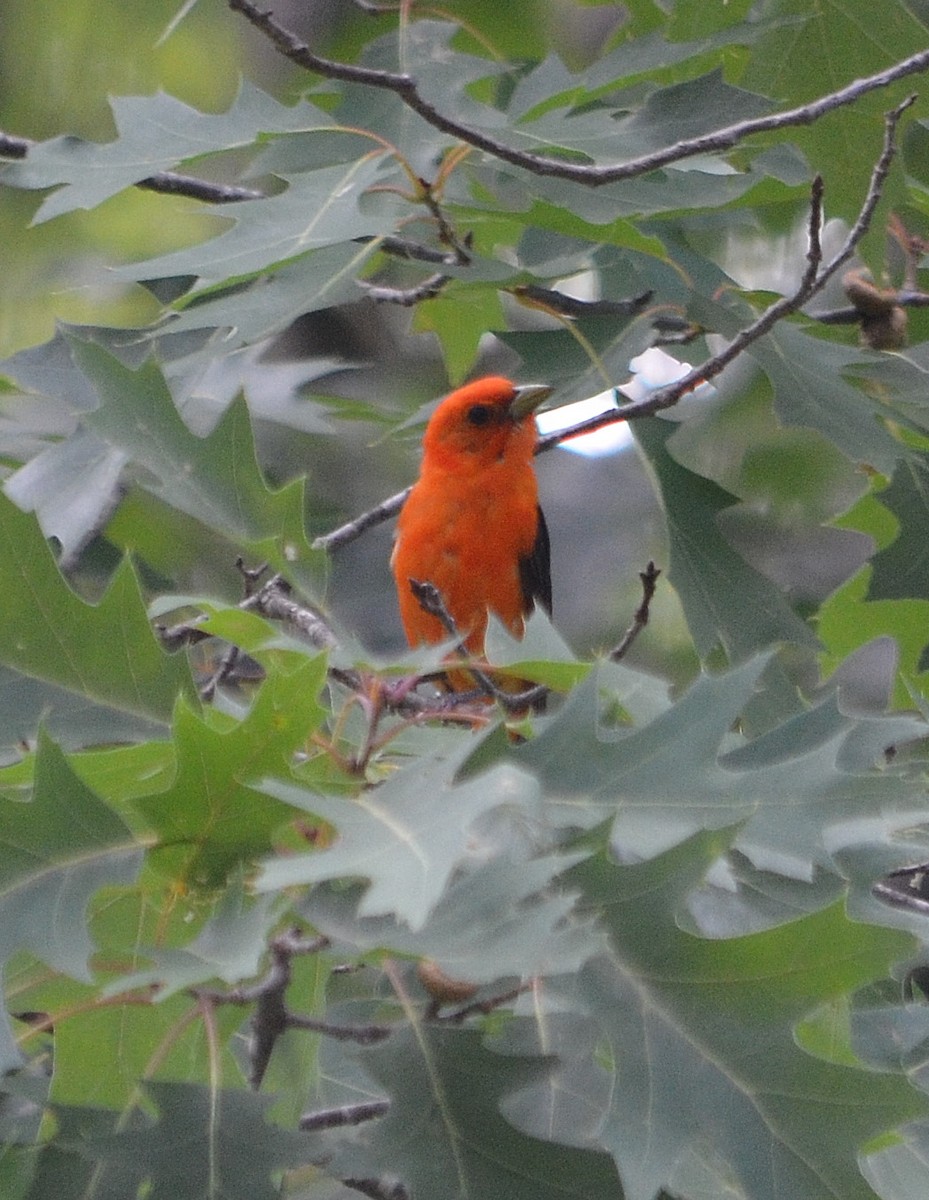 Scarlet Tanager - ML107331891
