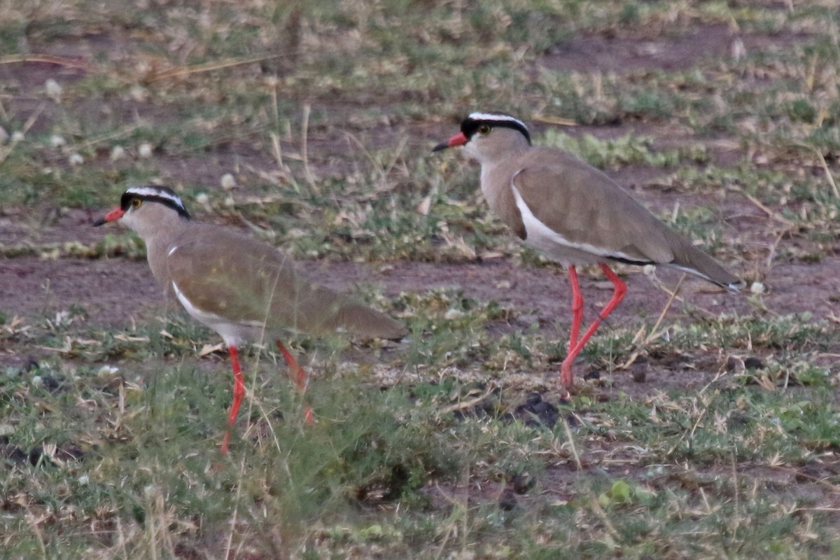 Crowned Lapwing - Joan and/or George Sims