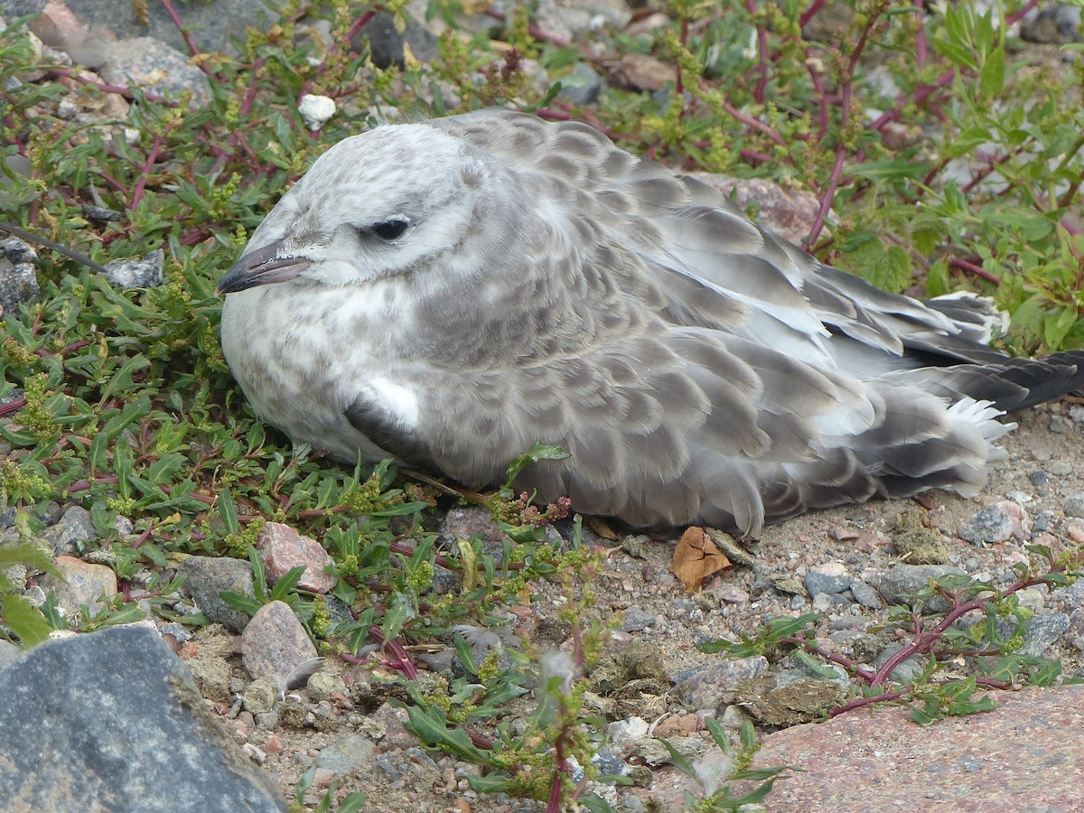 Common Gull - joaquin vial
