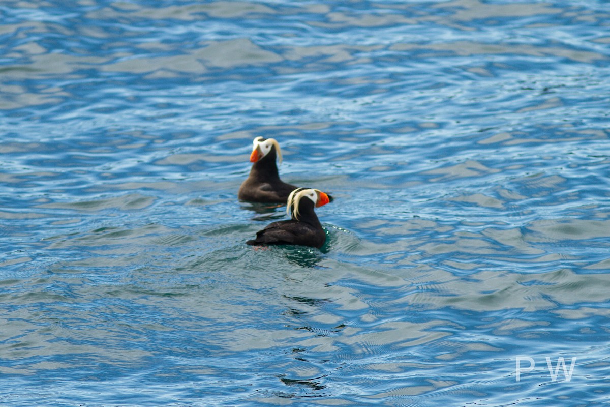 Tufted Puffin - ML107335071
