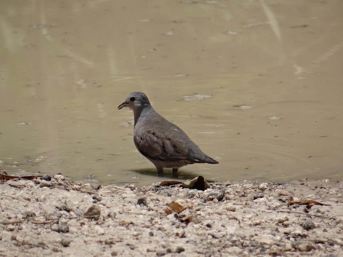 Plain-breasted Ground Dove - ML107338091